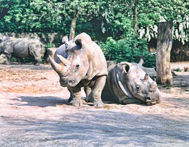 A pair of rhinos, one standing, one lying down.