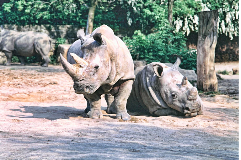 A pair of rhinos, one standing, one lying down.
