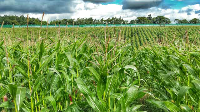 Maize field.