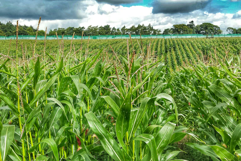 Maize field.