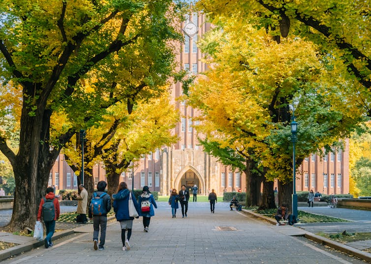 People walking down alleway lined with gingko trees towards university building.