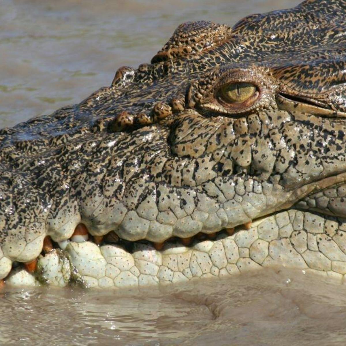 Croc Attacks A New Website With Bite
