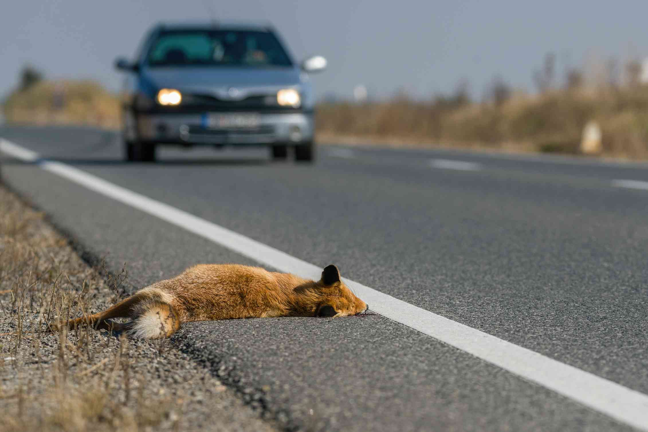 Wildlife can be saved from becoming roadkill with a new tool that finds ...