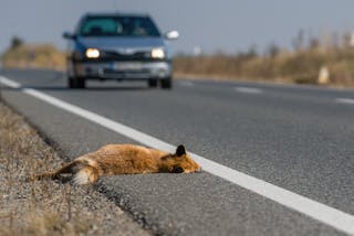 Wildlife can be saved from becoming roadkill with a new tool that finds the  best locations for fences