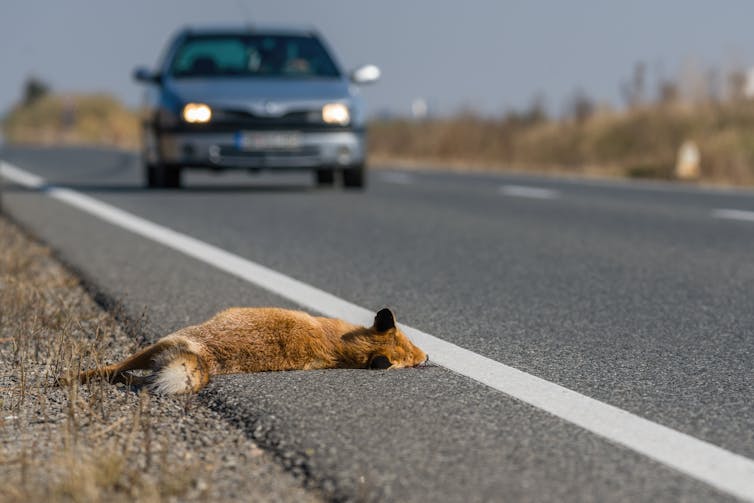 A dead fox at the side of the road with a car approaching