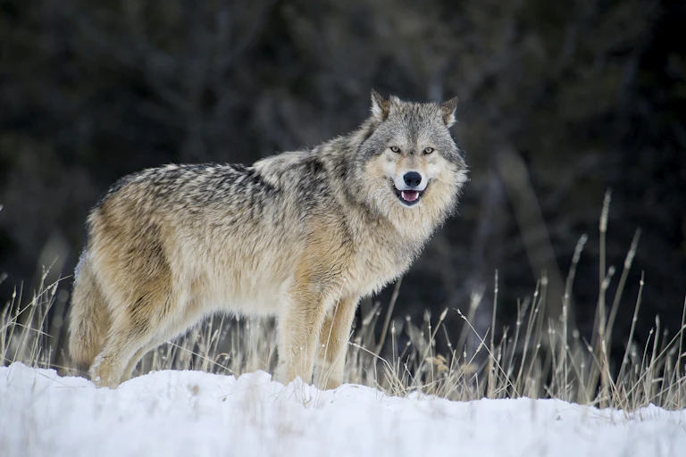 Gray wolf in snow