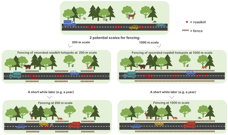 Diagram illustrating how spaces between fences allow new roadkill hot spots to develop