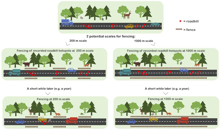 Diagram illustrating how spaces between fences allow new roadkill hot spots to develop