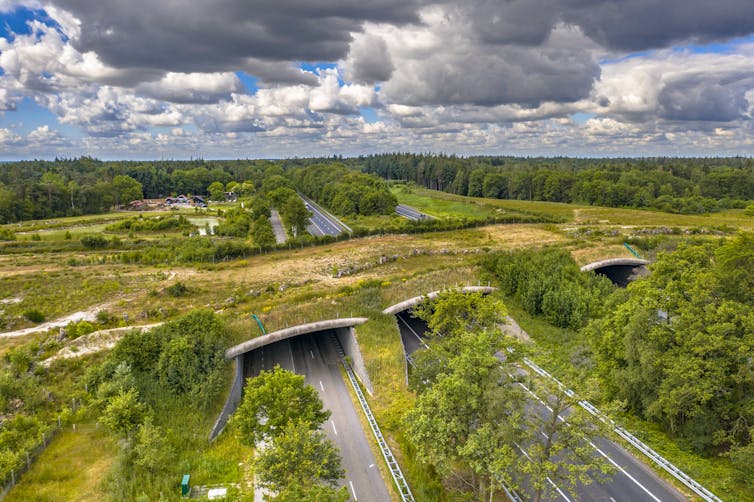 An overpass of vegetation.