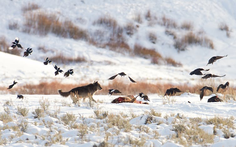Wolf chasing scavenging birds from an elk carcass