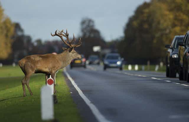 A stag waits to cross a road during rushhour