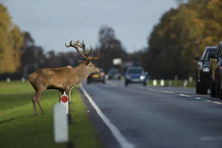 A stag waits to cross a road during rushhour