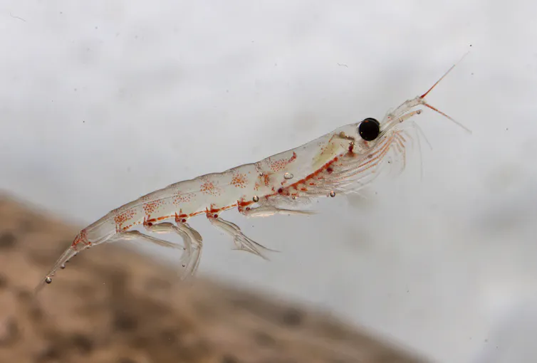 Close-up of krill