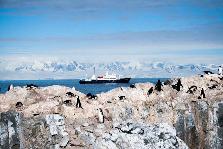 Chin strap penguins on a cliff near a cruise ship