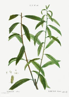 Botanical drawing of white willow