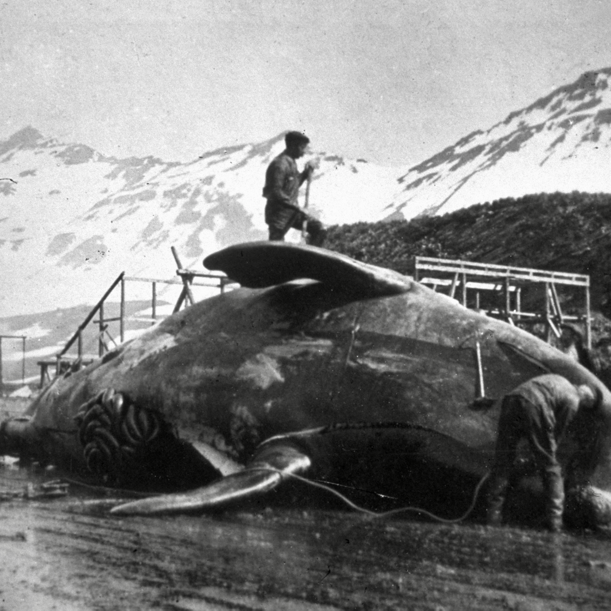 200 years ago, people discovered Antarctica – and promptly began profiting  by slaughtering some of its animals to near extinction