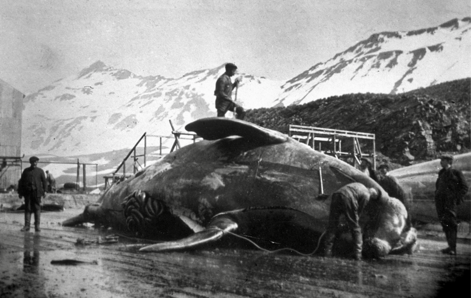 One man with a spear stands atop an enormous dead whale, while three other men on the ground look on.