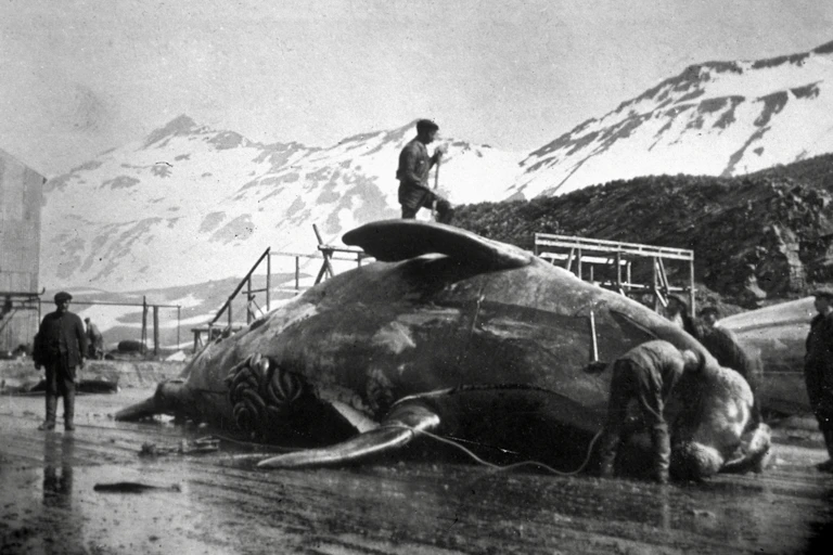 One man with a spear stands atop an enormous dead whale, while three other men on the ground look on.