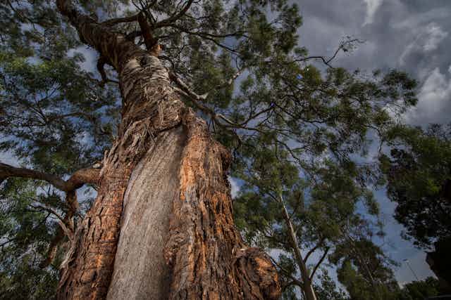 Indigenous scar tree on ANU campus