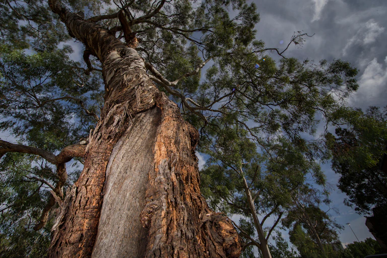 Indigenous scar tree on ANU campus