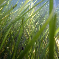 Seagrass – News, Research and Analysis – The Conversation – page 1