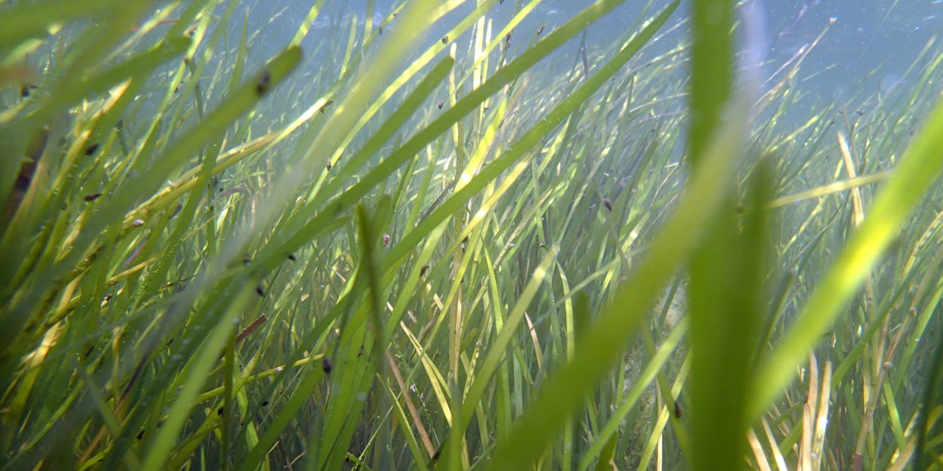 Why is it Important to Restore Seagrass Beds?