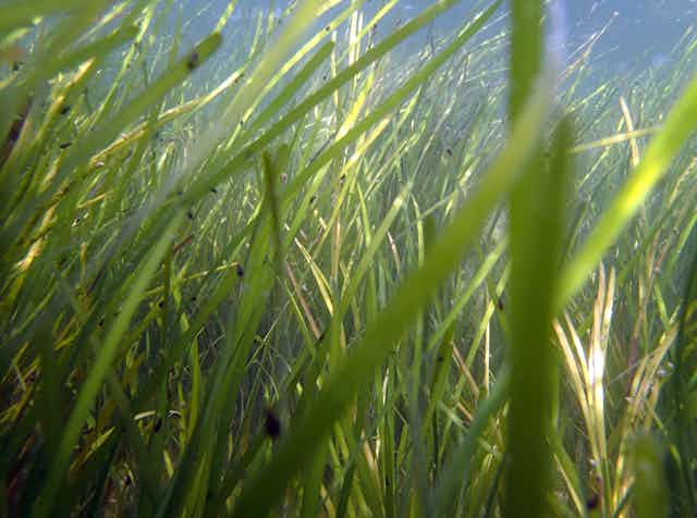 Underwater grasses with small snails attached
