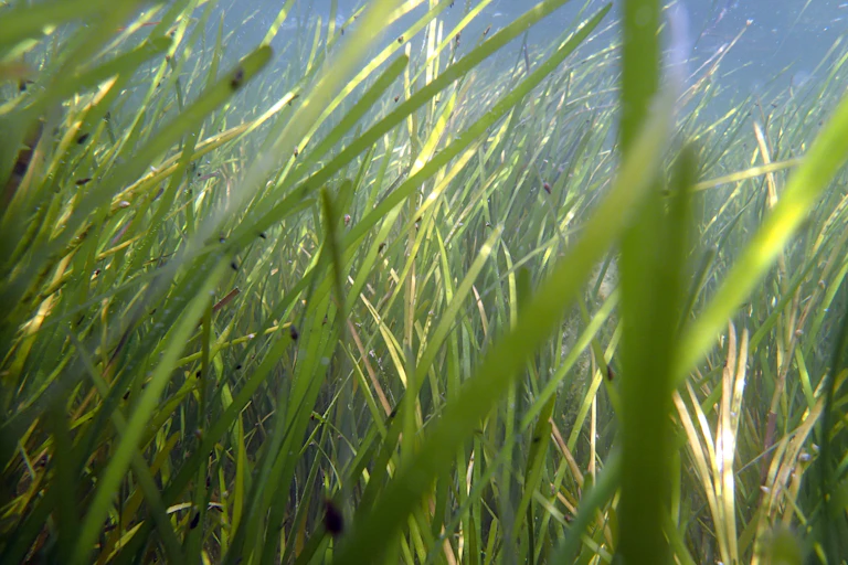 Underwater grasses with small snails attached