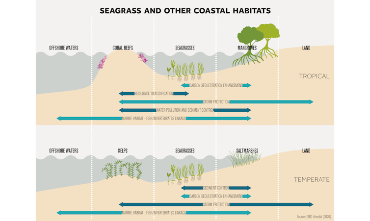 Graphic of seagrasses and other near-shore ecosystems.