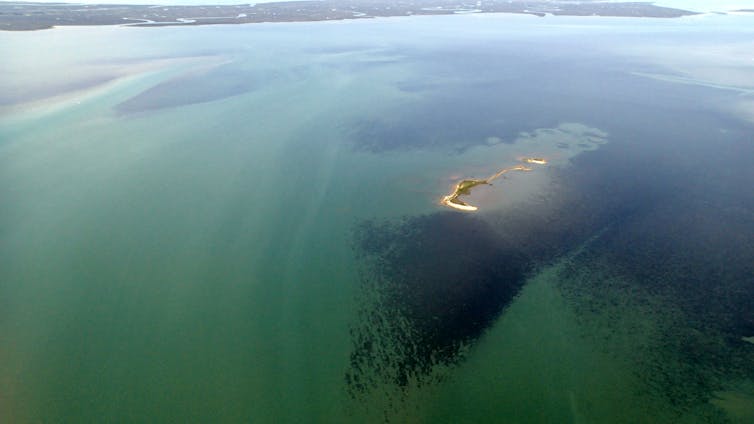 Aerial photo of restored seagrass beds