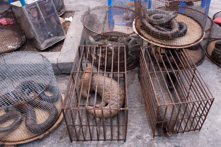 Illicit endangered wildlife trade in Möng La, Shan, Myanmar.