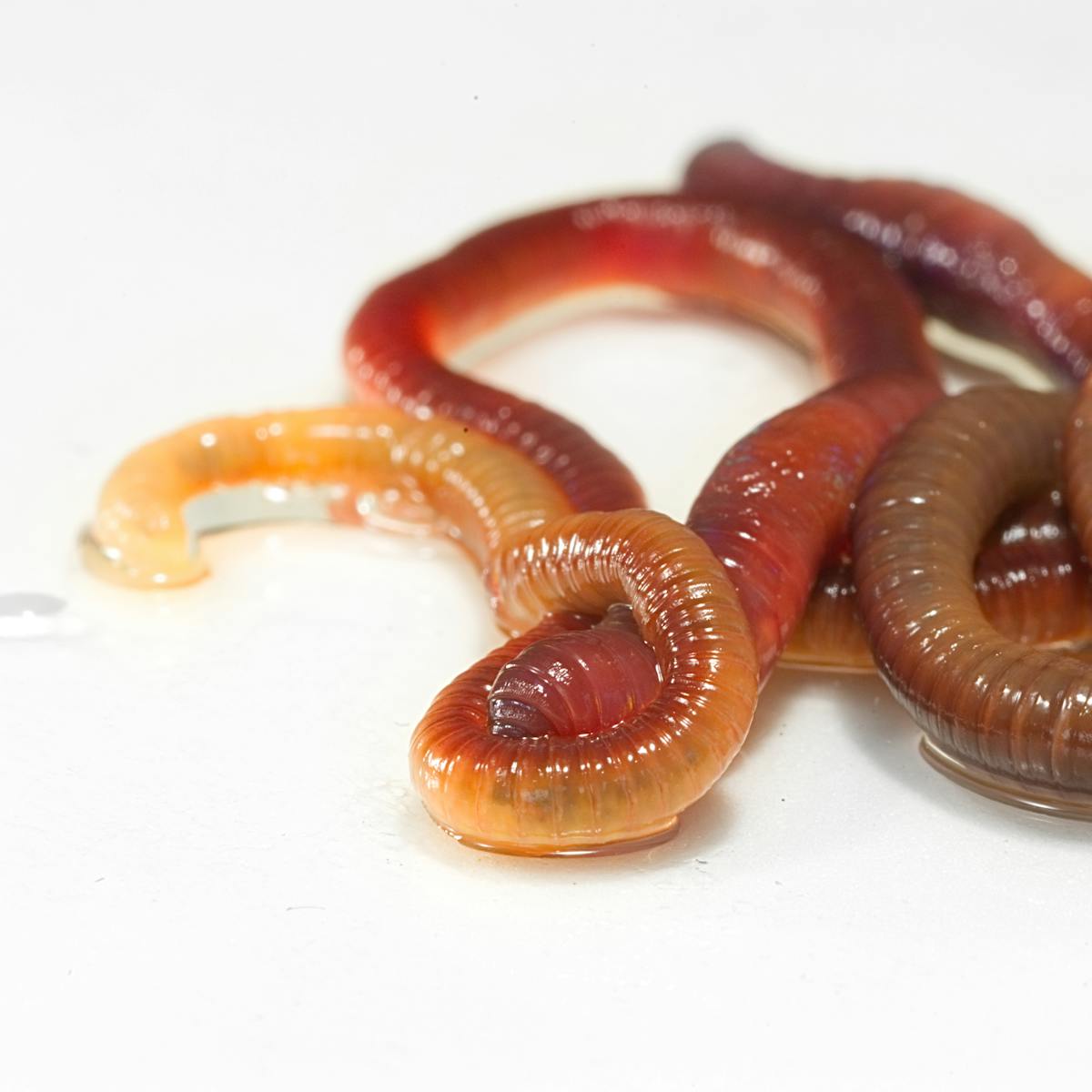We Vibrated Earthworms To Learn About Safely Connecting Human Brains To Computers