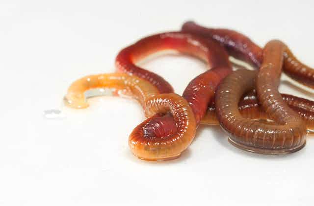 Earthworms on white background.