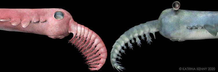 Freaky ‘frankenprawns’: ancient deep sea monsters called radiodonts had incredible vision that likely drove an evolutionary arms race