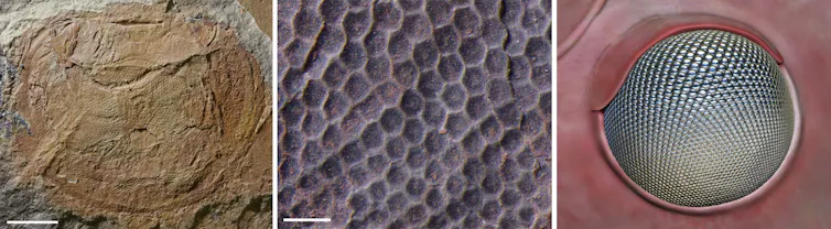 The eye of '_Anomalocaris_' _briggsi_.
