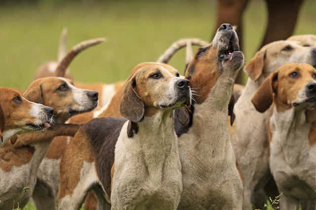 A pack of American foxhounds.