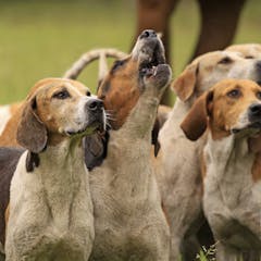 research animal rescue