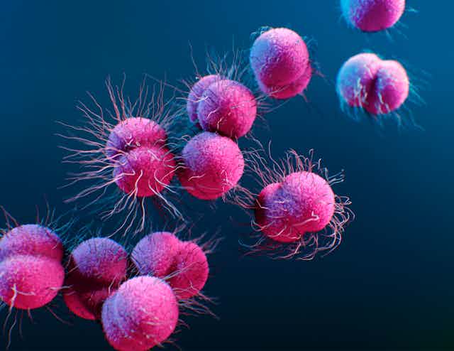 Illustration of Neisseria gonorrhoeae bacteria.