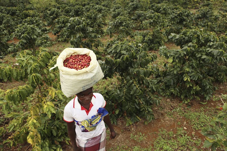 A woman carries harvested coffee beans on her head.