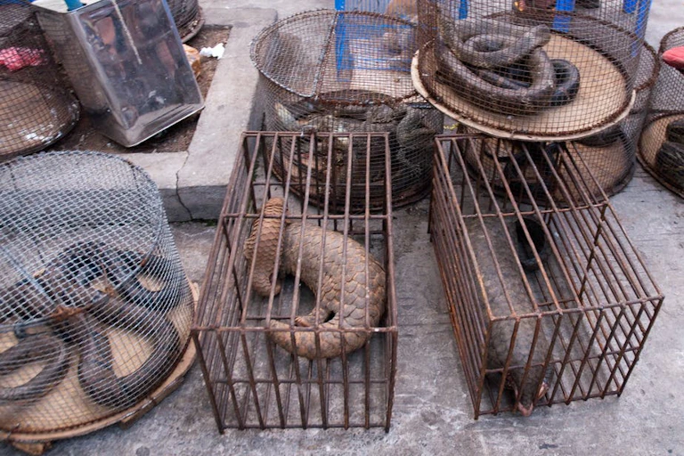 Perdagangan ilegal satwa liar yang terancam punah di Möng La, Shan, Myanmar.