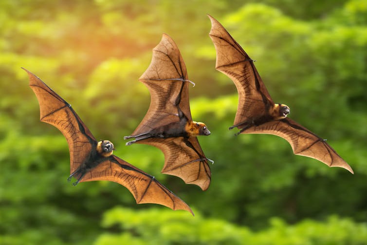 Three bats flying above trees.