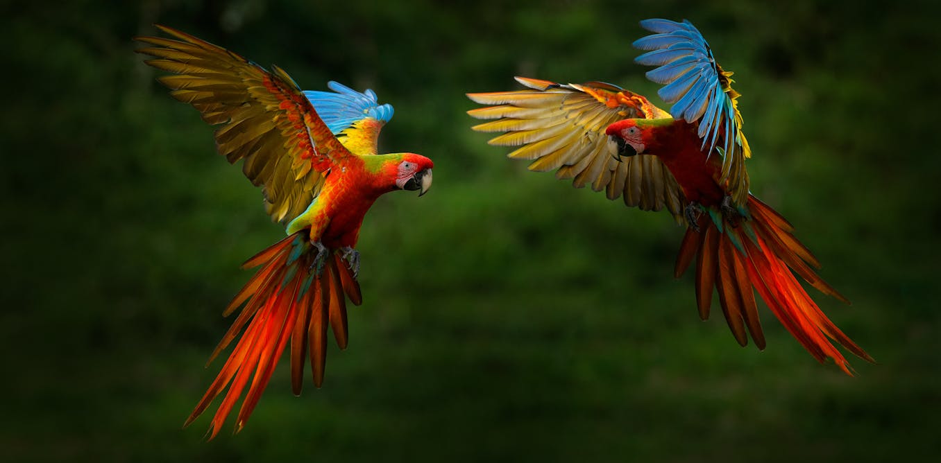 Curious Kids: How did some animals evolve wings to fly?