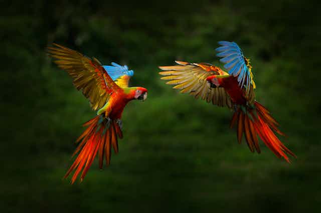Two parrots in flight