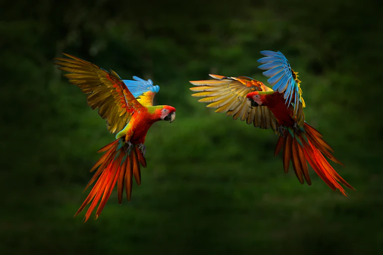 Two parrots in flight