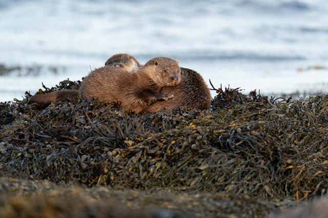 Two sea otters huddling on a bed of kelp.