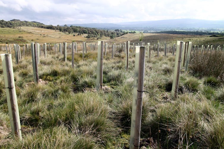 Rows of protected seedlings.