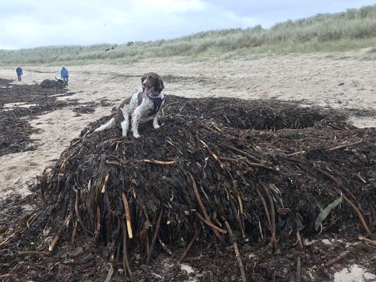 A dog sits on top of a pile of kelp on a beach.