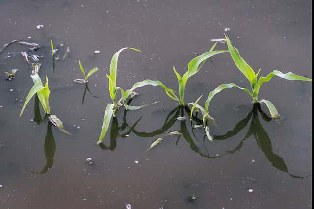 Corn plants in standing water