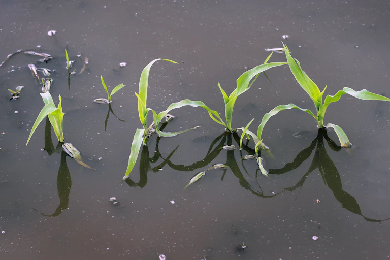Corn plants in standing water