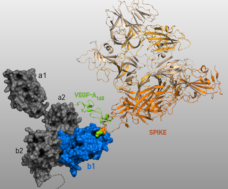 A second pathway into cells for SARS-CoV-2: New understanding of the neuropilin-1 protein could speed vaccine research